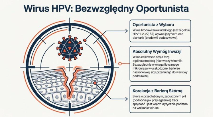 Ryc. 2. HPV – mechanizm wnikania przez uszkodzoną barierę naskórkową